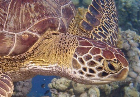 Schildkröte Schildkröte