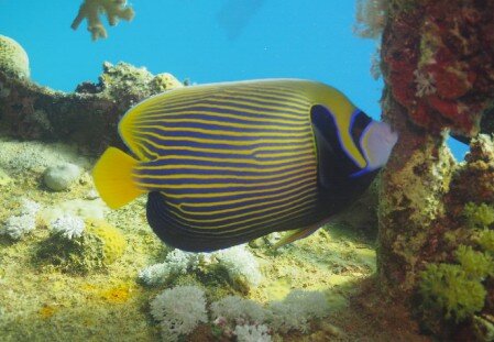 Imperatorkaiserfisch Imperatorkaiserfisch